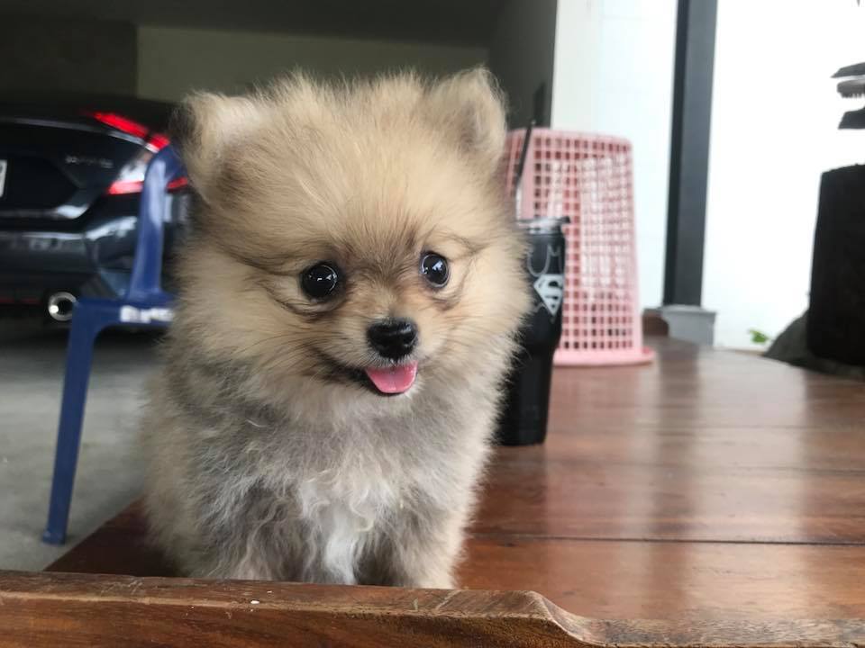 ขายน้องปอมยังว่างๆอยู่นะค๊าาา น่ารักน่าฟัดขนาดนี้