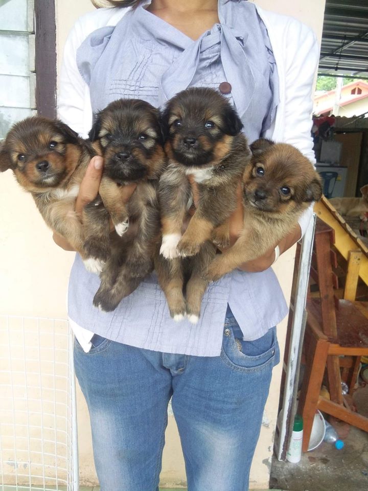 ขายชิสุปอม ชาย3หญิง1 ตัวอ้วนๆขนแน่นๆ