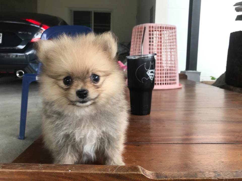ขายน้องปอมยังว่างๆอยู่นะค๊าาา น่ารักน่าฟัดขนาดนี้
