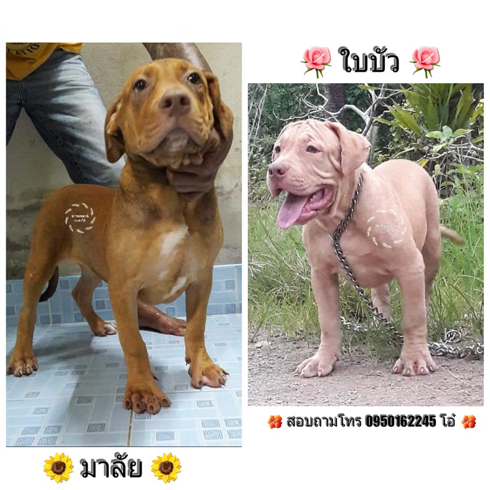ขายพิทบลูตัวใหญ่ โครงสร้างใหญ่