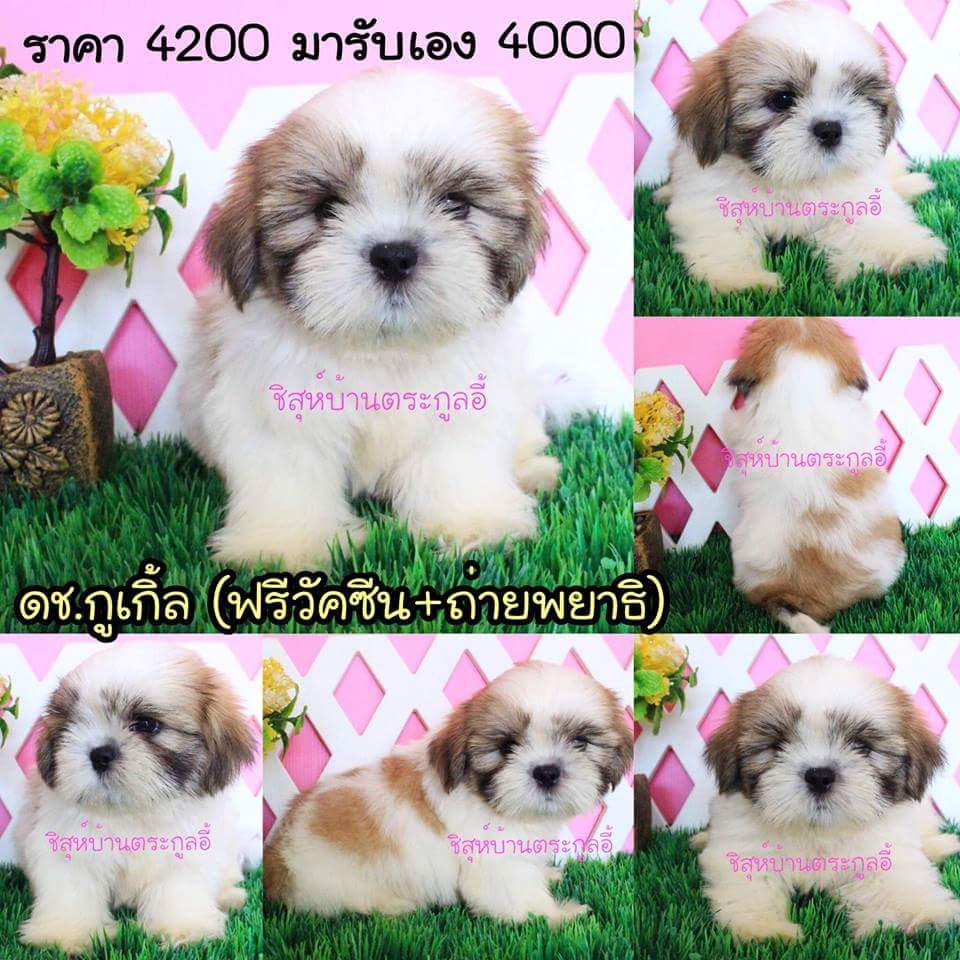 ขายชิสุห์แท้ สุขภาพดี ร่าเริง การันตีคุณภาพ