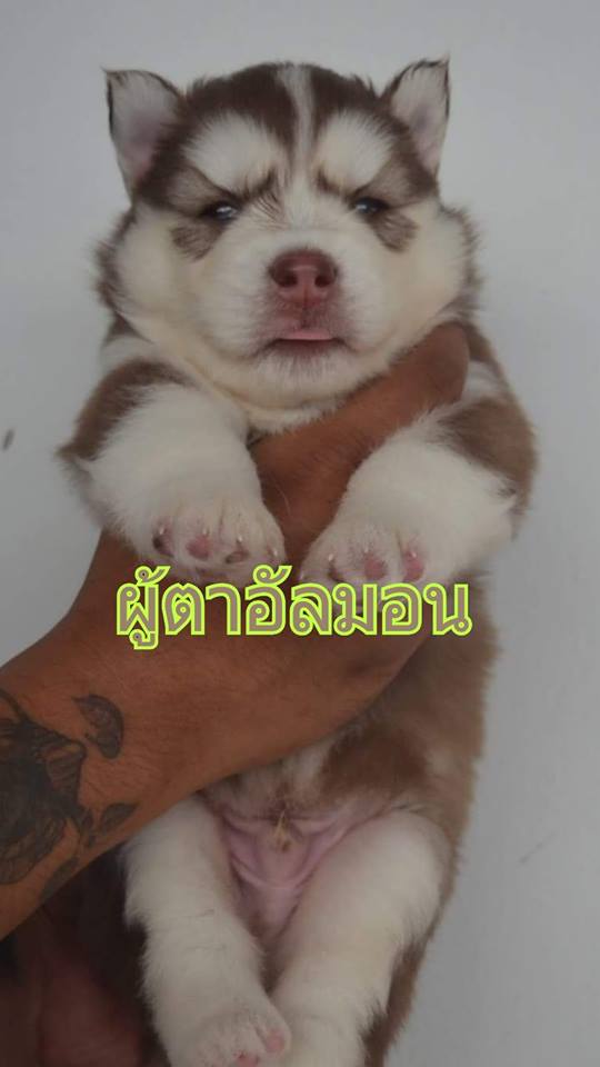 เปิดจองไซบีเรียนเด็กๆชุดใหม่สนใจตัวไหนสอบถามเข้ามาได้