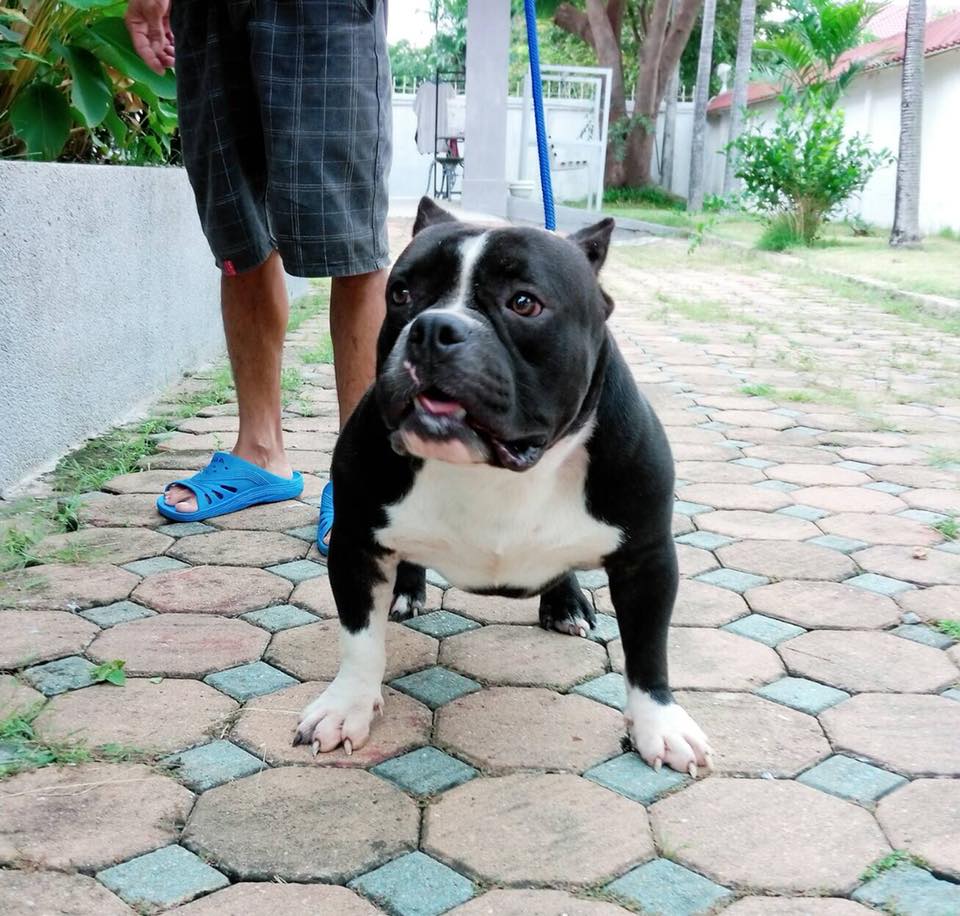 ขาย American bully