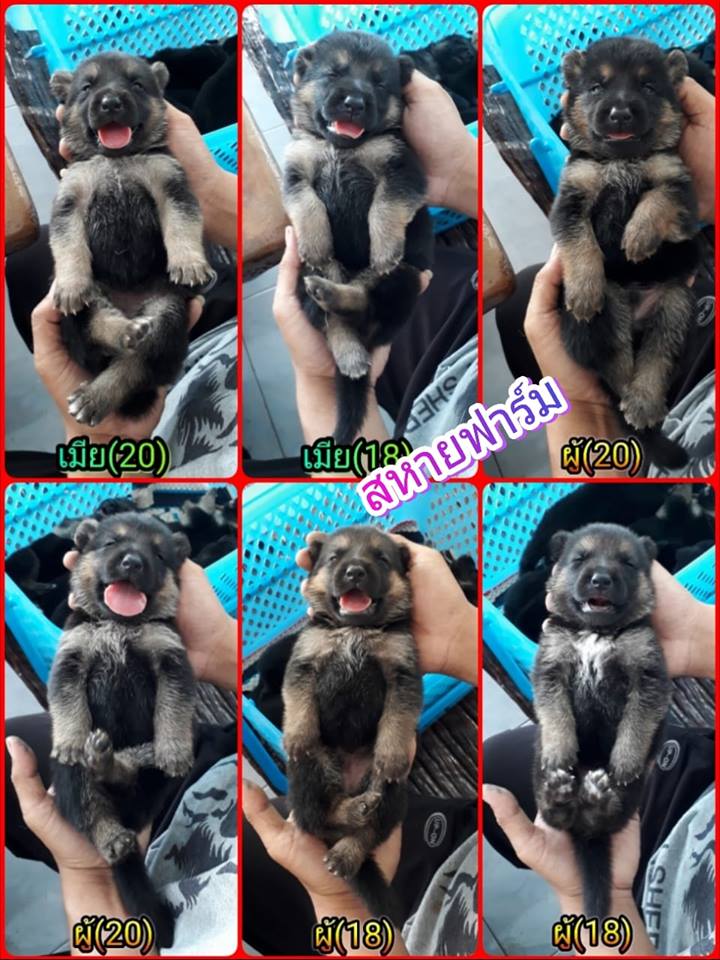 ขายลูกอัลเซเชียนแท้ ●ลูกเพศผู้ ว่างจอง1ตัว