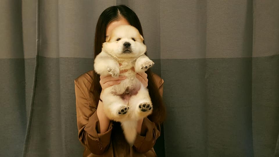 ขายลูกผสมครับ พ่อเป็นไซบีเรียน วุวลี่ แม่เป็นเชาเชา