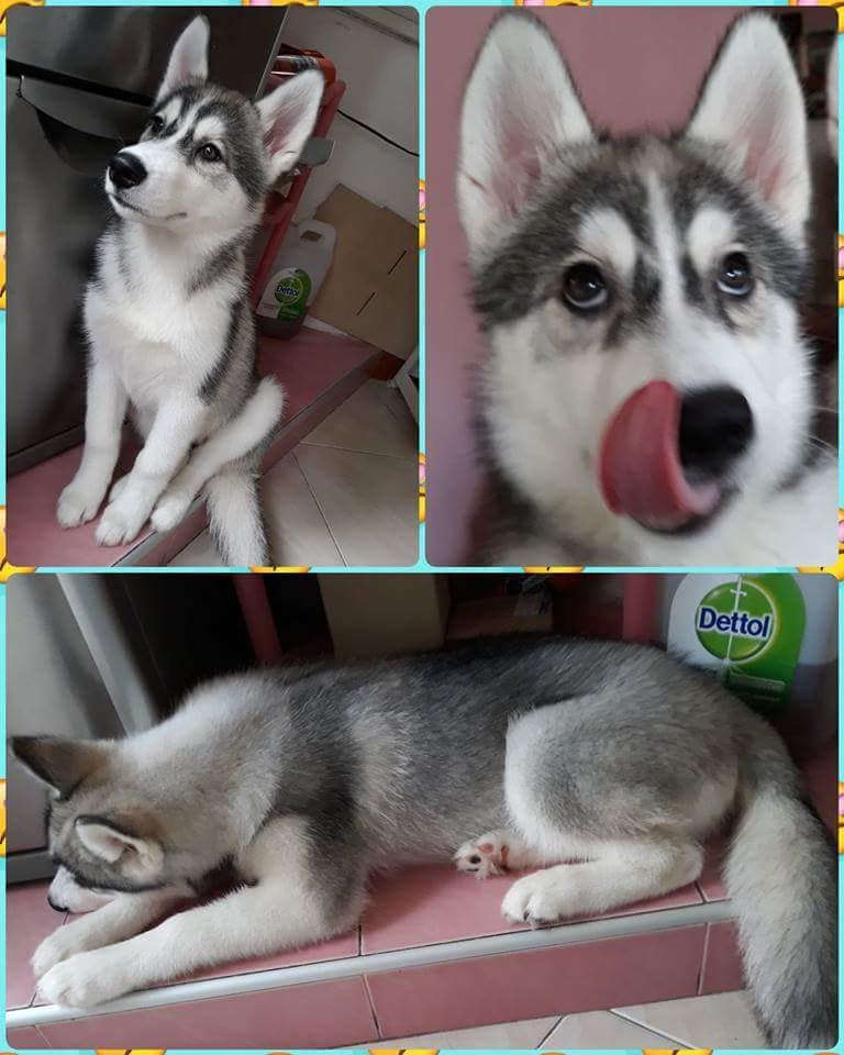 ขายไซบีเรียน ฮัสกี้ สแตนดาร์ด