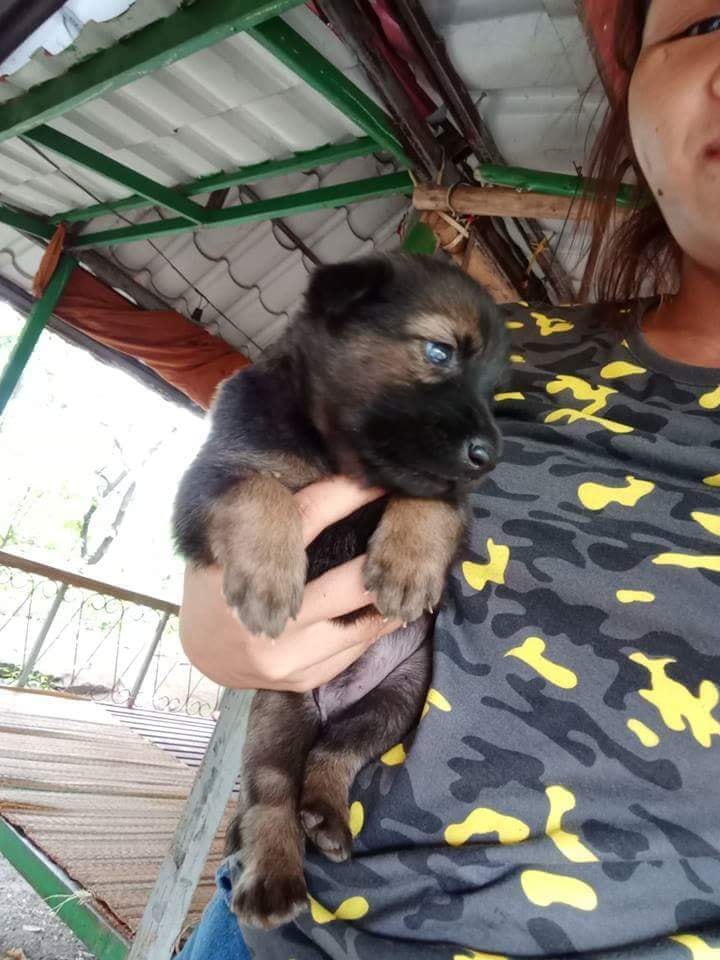 ขายลูกอัลเซเซี่ยนผสมเพศหญิง