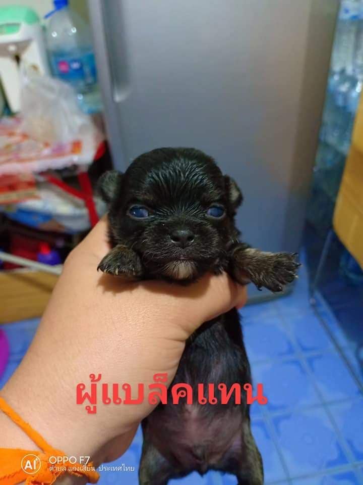 ขายชิวาว่าแท้ขนยาวค่ะ