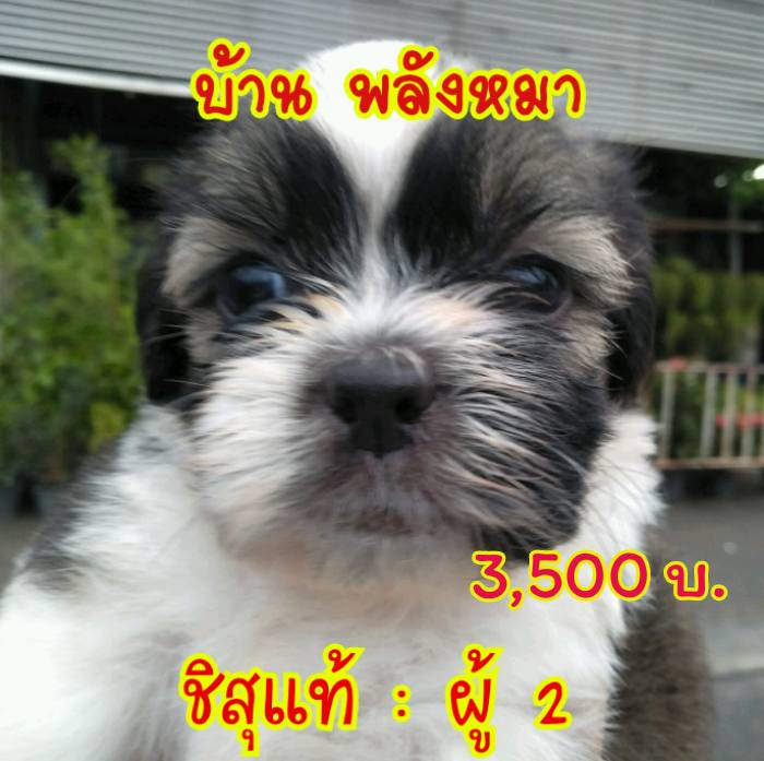 ขายชิสุแท้ 3,500/บีเกิ้ลแท้3,900/ลาบาดอร์ผสม1,500
