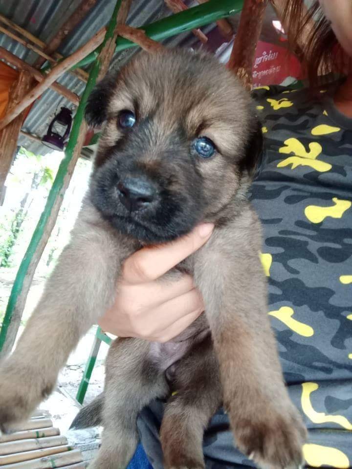 ขายลูกอัลเซเซี่ยนผสมเพศหญิง