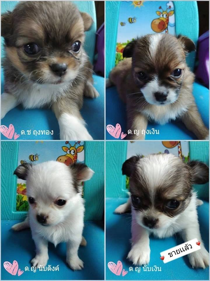 ขายชิวาวาขนยาว