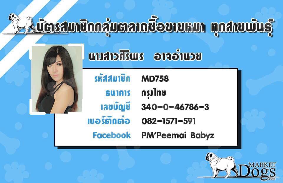ขายแม่พันธ์สาวไซบีเรียน ให้ลูก 1 คอก
