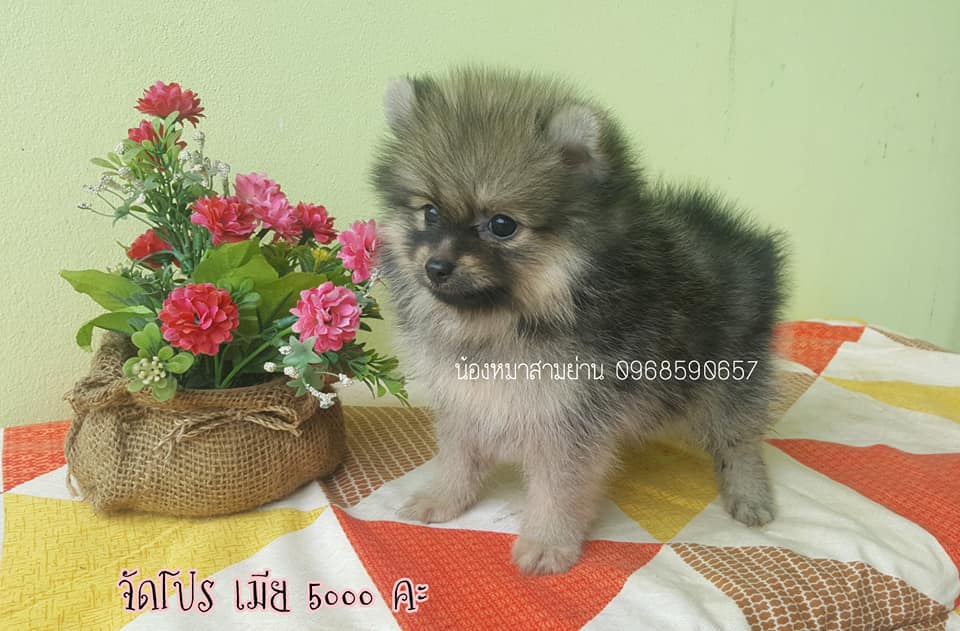 ขายปอม เพศเมีย ขนแน่นฟู น่ารัก
