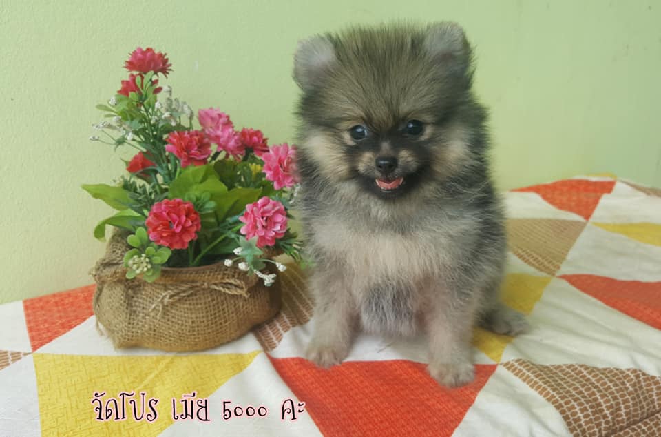 ขายปอม เพศเมีย ขนแน่นฟู น่ารัก