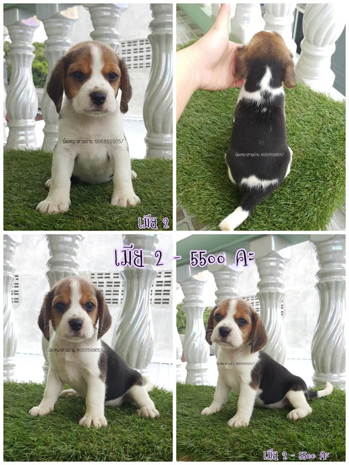 ขายบีเกิ้ล สามสี ผู้2 เมีย2 ไซส์13นิ้ว อ้วนท้วนสมบูรณ์ กินเก่ง