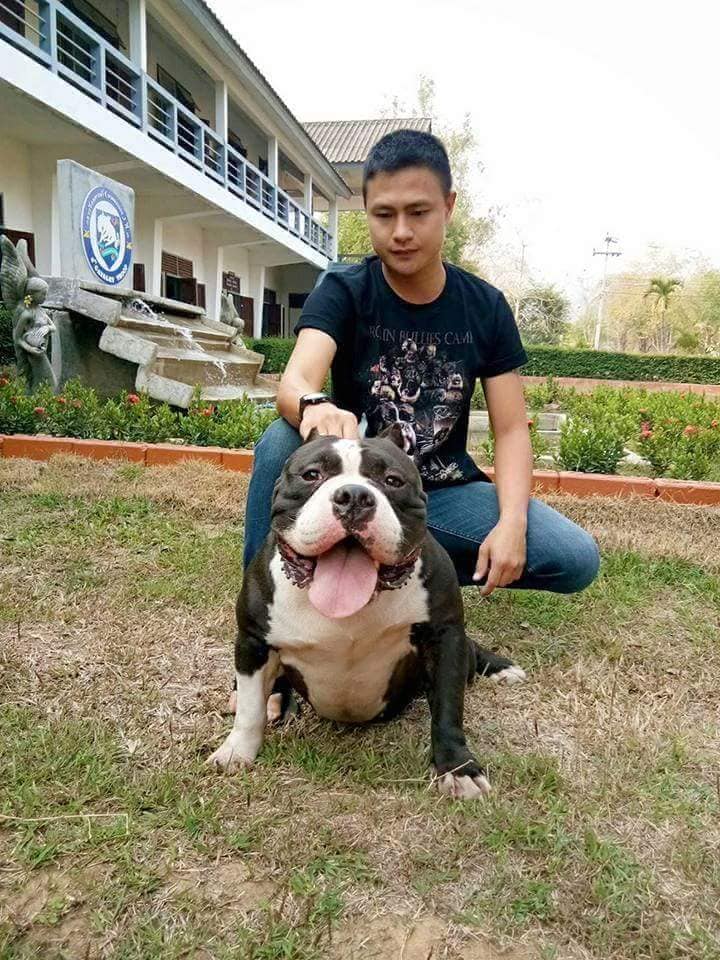 ขายแม่พันธุ์บูลลี่