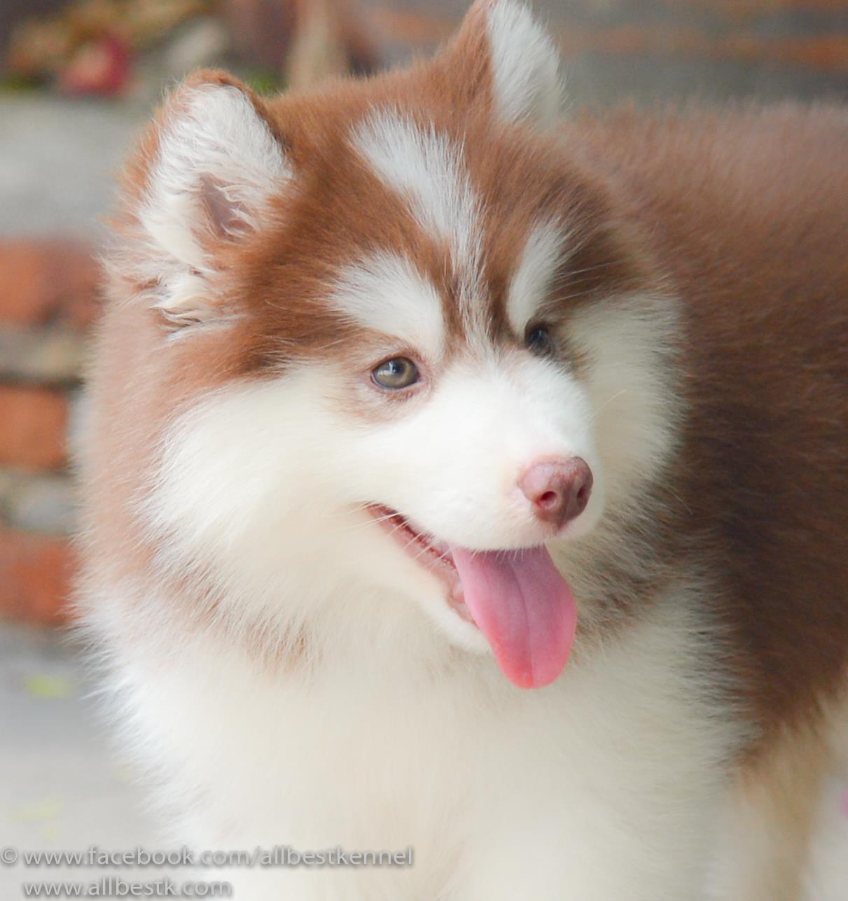 ศูนย์รวมไซบีเรียนฮัสกี้ เกรดคุณภาพที่ใหญ่ที่สุดในไทย  Allbest kennel