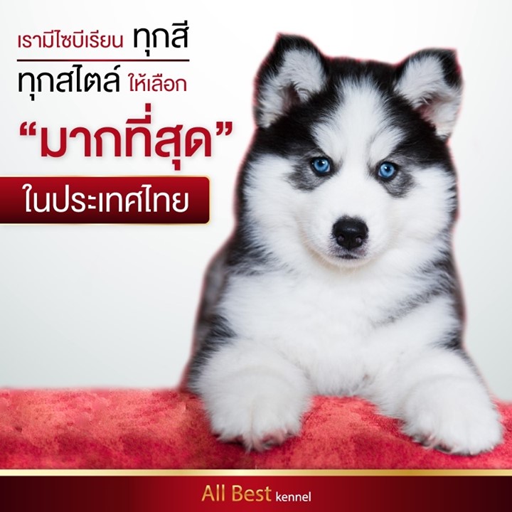ศูนย์รวมไซบีเรียนฮัสกี้ เกรดคุณภาพที่ใหญ่ที่สุดในไทย  Allbest kennel