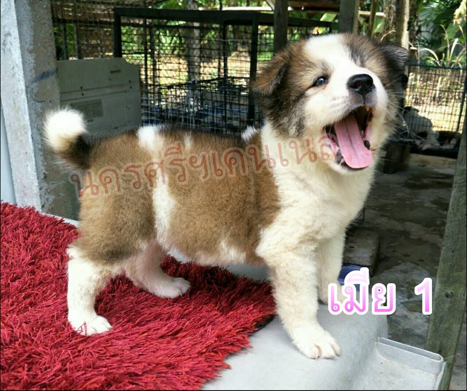 ขายบางแก้วแท้ มีใบเพด วัคซีนแล้ว
