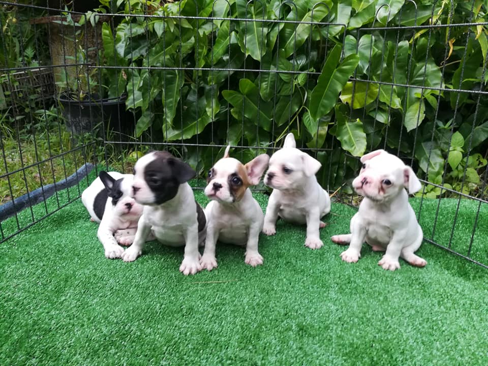 ขายน้อง🐕🐕เฟร้นบลูด๊อกเพศผู้และเมีย