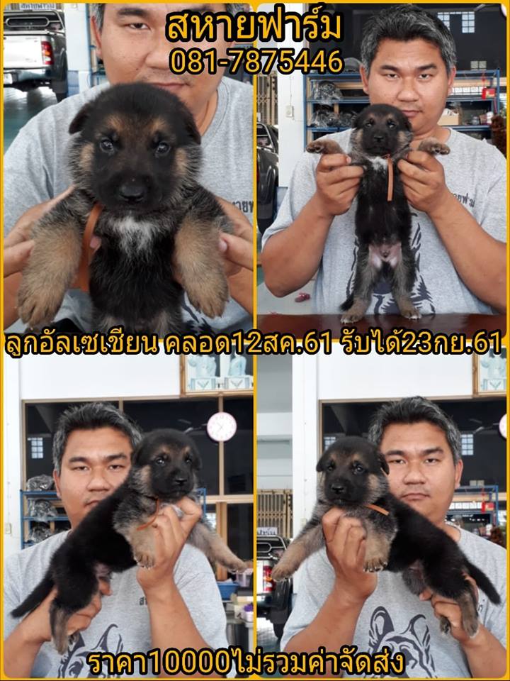 เปิดจองลูกอัลเซเชียนแท้