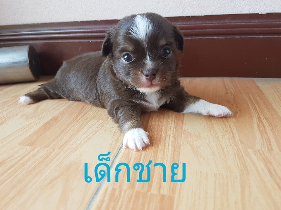 ขายลูกชิวาว่าขนยาวครับ