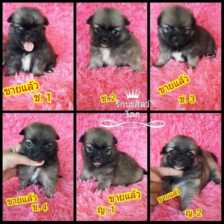 ขายปอมผสมชิสุ