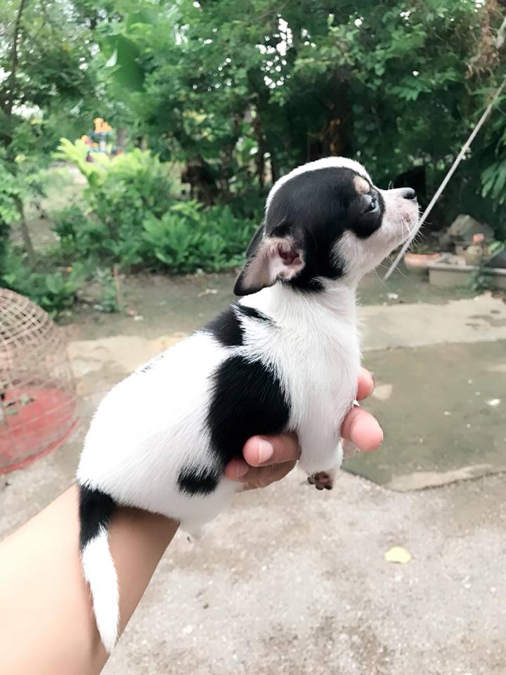 ชิวาวา ตัวเมีย3500