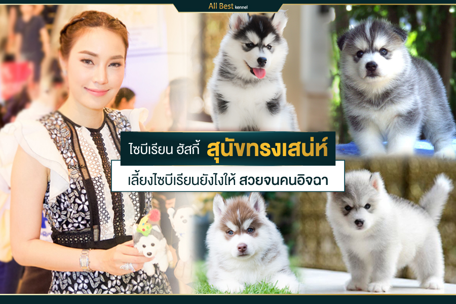 ไซบีเรียนฮัสกี้ที่เหนือกว่าไซบีเรียนทั่วไป Allbest kennel