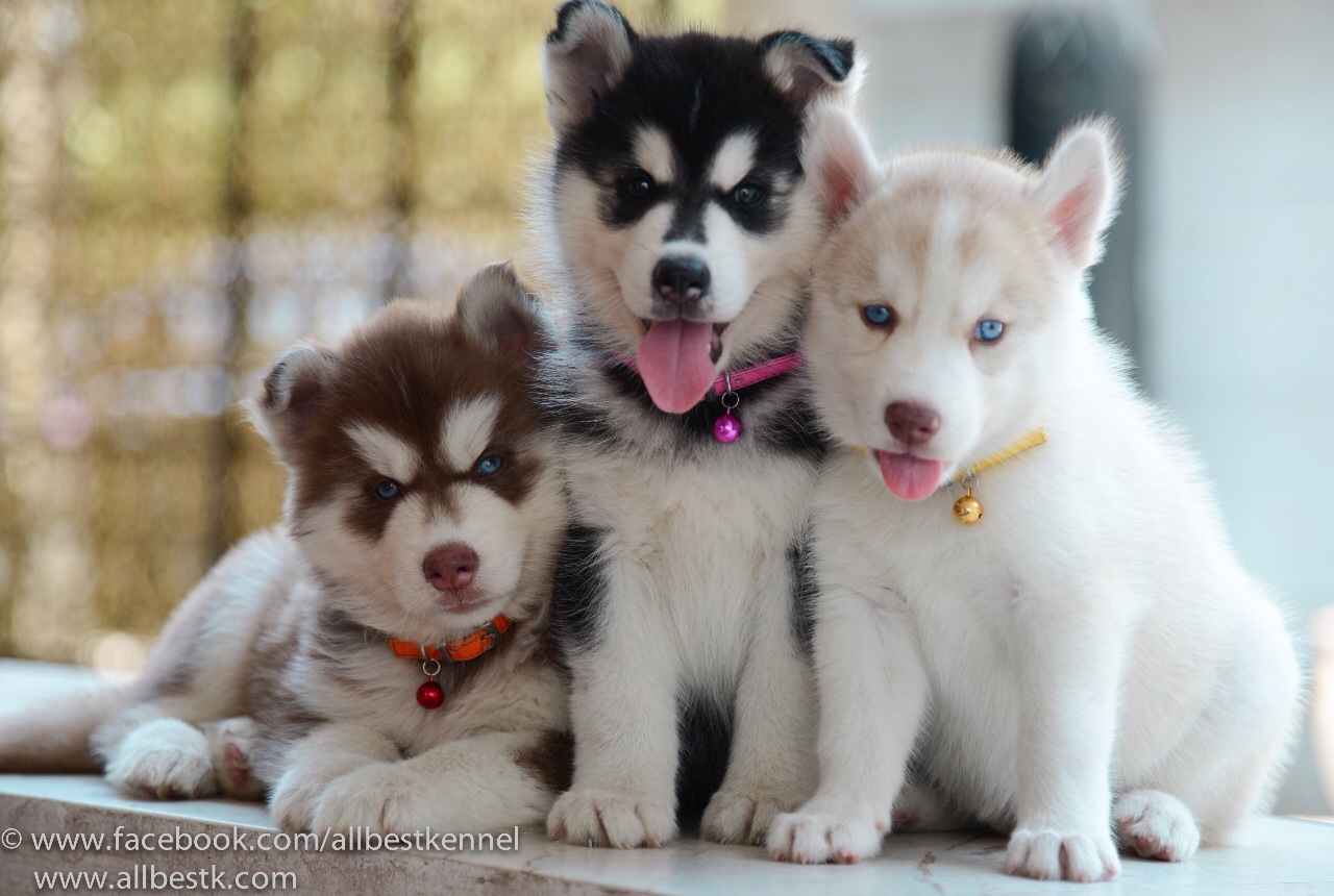 ไซบีเรียนฮัสกี้ที่เหนือกว่าไซบีเรียนทั่วไป Allbest kennel