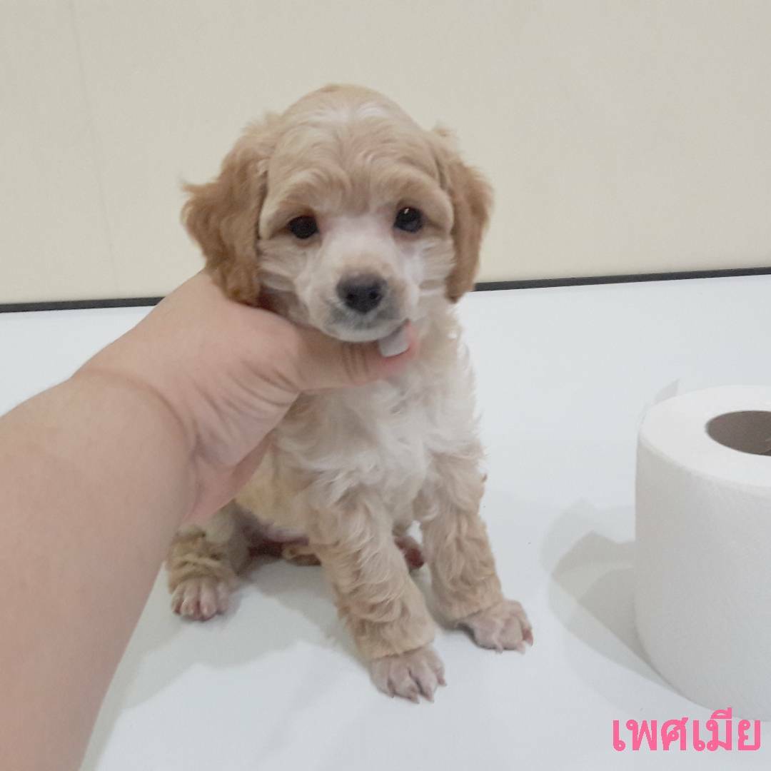 พุดเดิ้ลหน้าตุ๊กตาหมี ไซด์ทอยเล็ก ด่วน!
