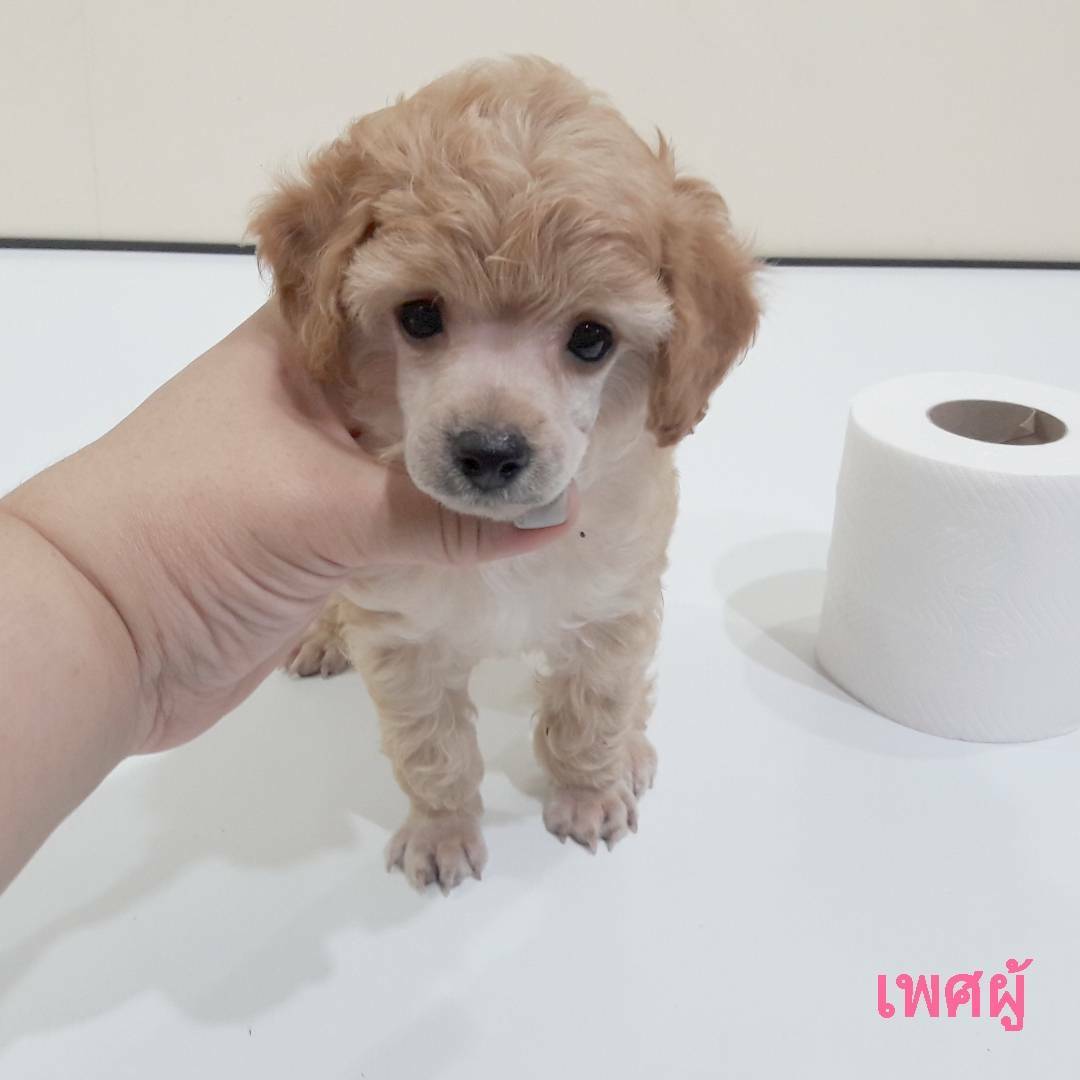 พุดเดิ้ลหน้าตุ๊กตาหมี ไซด์ทอยเล็ก ราคาไม่แพงค่ะ!