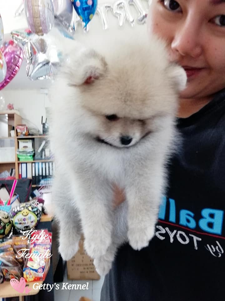 ขายน้องปอมเพศเมีย หน้าหมี ตัวอ้วนๆ กระโหลกใหญ่ ขาใหญ่ ปากอูมมีแก้ม ทรงสวยๆ