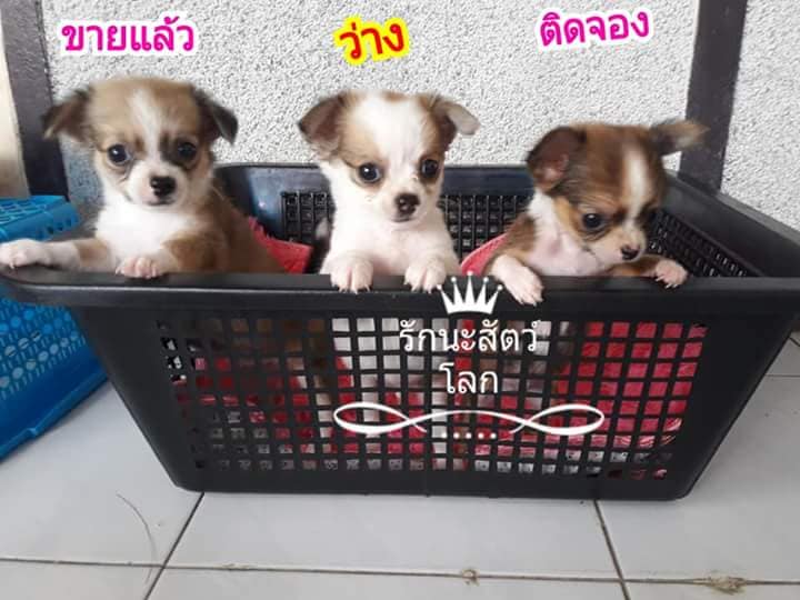 ขายชิวาวาแท้100%สีขาวช็อคเพศผู้
