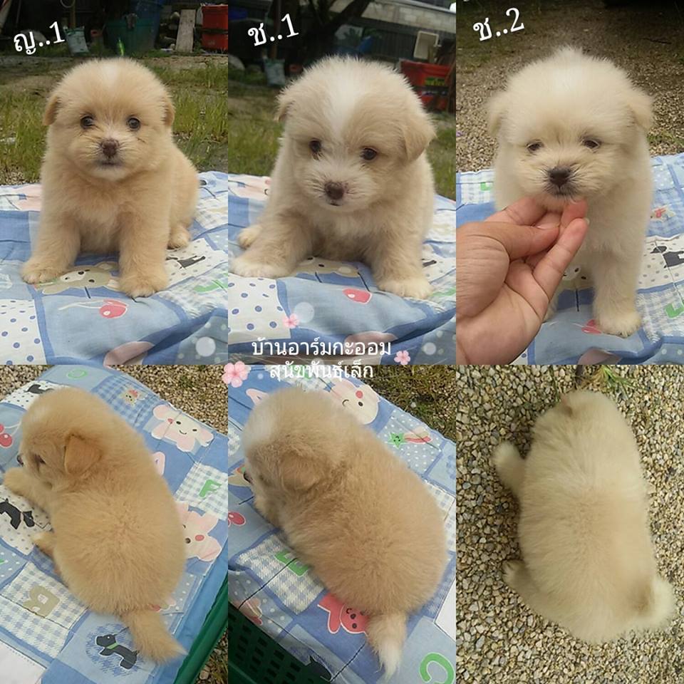 ขายปอมผสมพุดเดิล ญ 1 ช 2 (2,500-.)