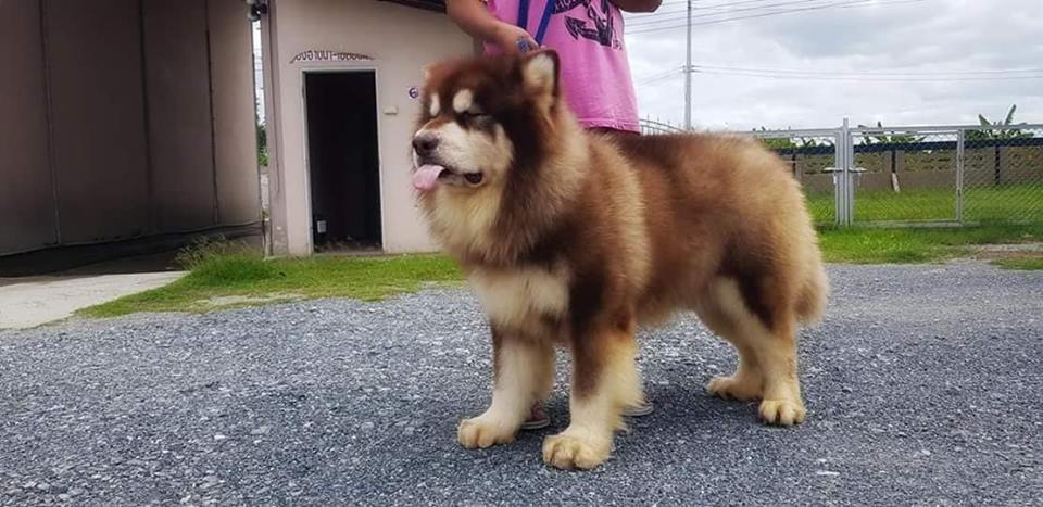 เปิดผสม Alaskan malamute ~ อลาสกัน มาลามิว
