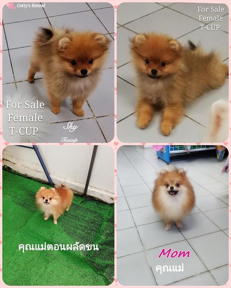ขายปอมเพศเมีย ไซส์ทีคัพแท้ ตัวจิ๋ว ไม่กลายร่าง แข็งแรง รับประกันสุขภาพ