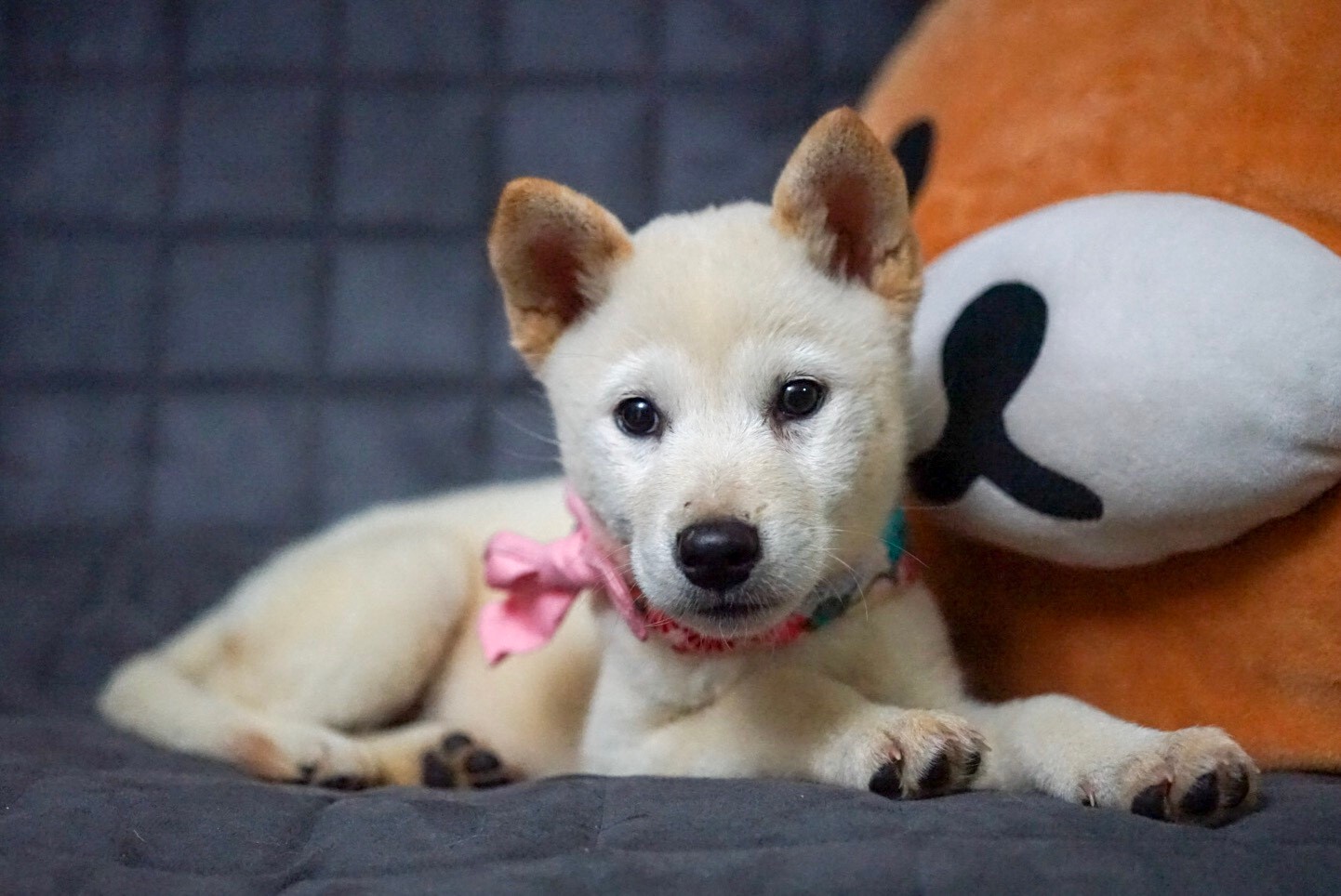 ขายลูกสุนัขชิบะเพศเมียนำเข้า พันธุ์แท้ อยู่ไทยแล้วค่ะ