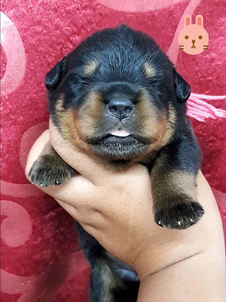 เปิดจองลูกสุนัขร็อตไวเลอร์