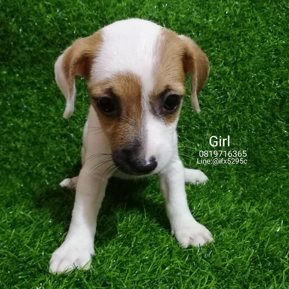 ขาย​Jack​Russell​ แท้เพศเมีย วัคซีนฯ2เข็ม&amp;ถ่ายพยาธิแล้ว