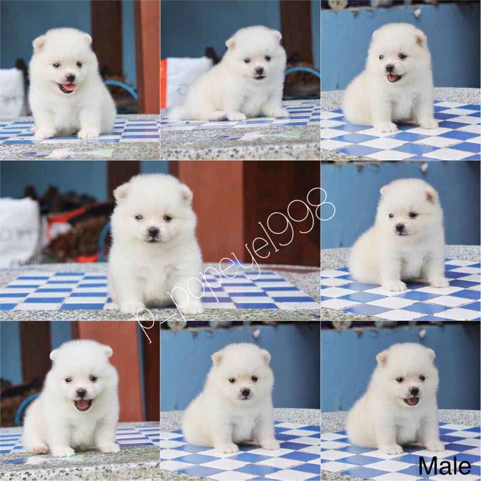 ขายน้องปอมราคาถูกจ้า