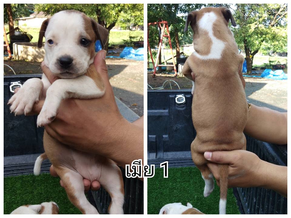 ขายพิทบูลแท้ #ย้ำว่าแท้ ถ้าไม่แท้จะบอก