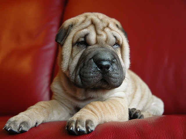 ราคาหมาชาเป่ย (Sharpei)