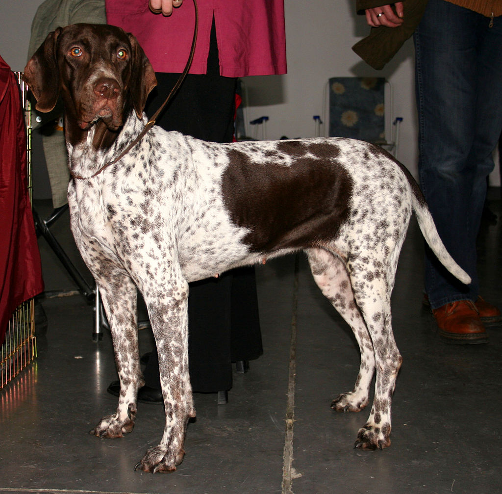 สุนัขสายพันธุ์ โอลด์ แดนิช พอยเทอร์ (Old Danish Pointer )