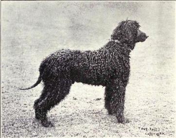 สุนัขสายพันธุ์ ไอริช วอเทอร์ สเปเนียล (Irish Water Spaniel)