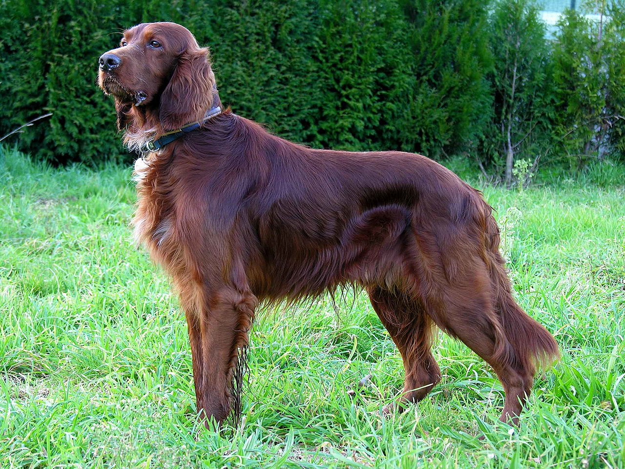 สุนัขสายพันธุ์ ไอริช เซตเทอร์ (Irish Setter)