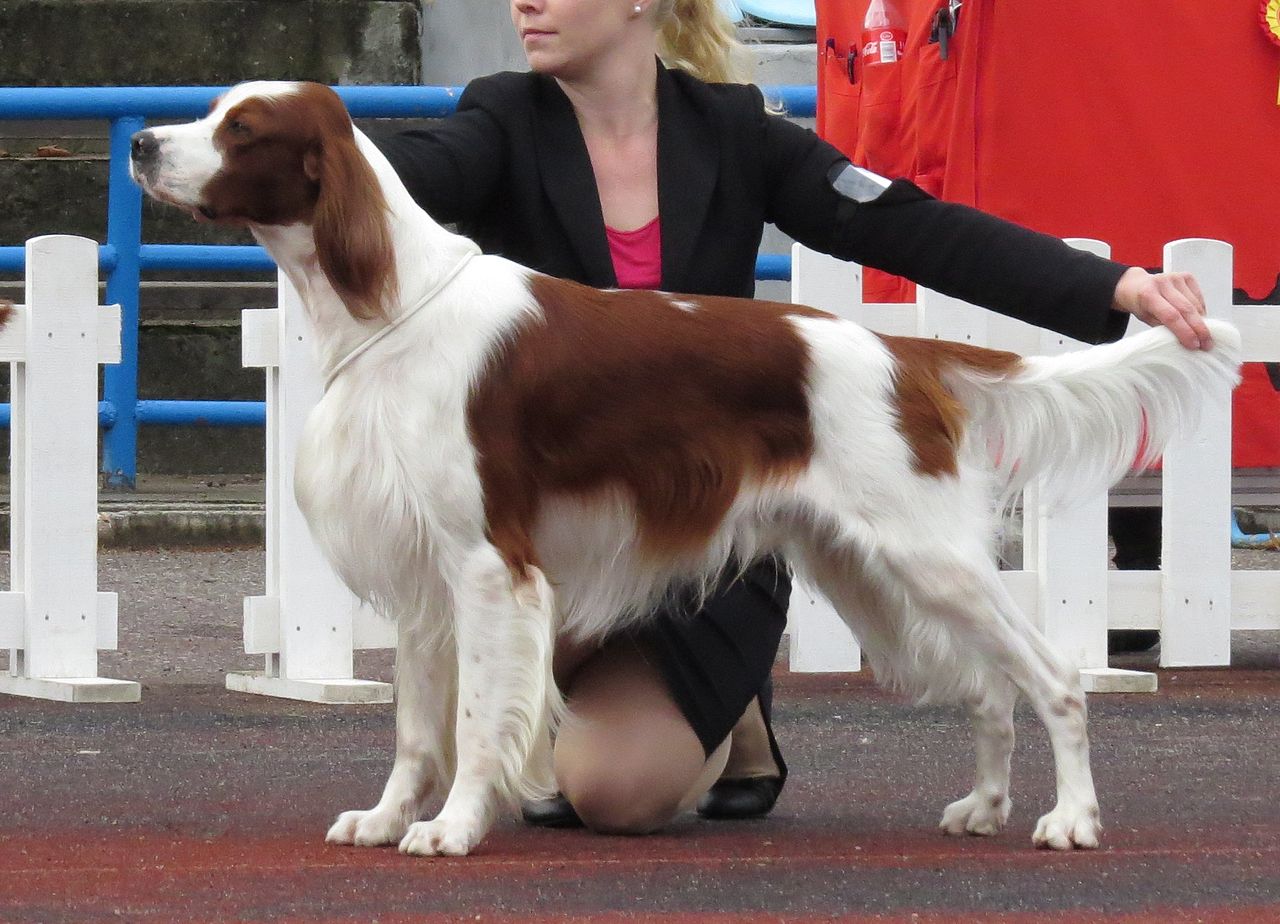 สุนัขสายพันธุ์ ไอริช เรดแอนด์ไวท์  เซตเทอร์ (Irish Red and White Setter)