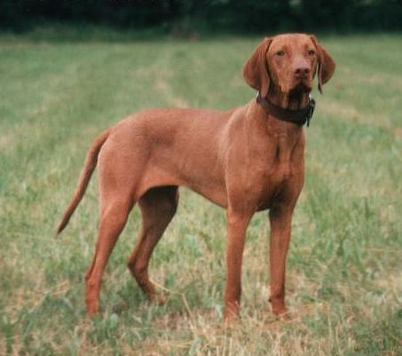 สุนัขสายพันธุ์ ฮังกาเรียน วิซส์ลา (Hungarian Vizsla)