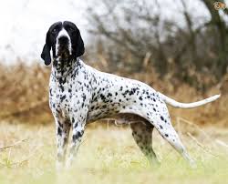 สุนัขสายพันธุ์ อูแวร์เยอ พอยเทอร์ (Auvergne Pointer)
