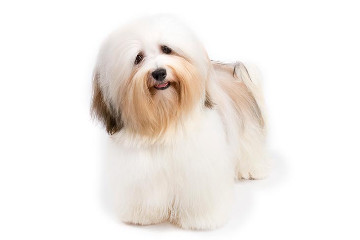 สุนัขสายพันธุ์ ฮาวานีส (Havanese)